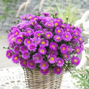 Aster novae belgii  Pink 11 cm