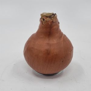 Amaryllis Touch of Wax Bronze