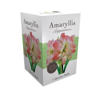 Amaryllis double Pink