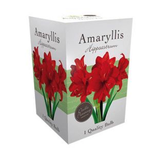 Amaryllis double red