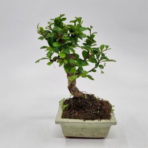 Bonsai Carmona Broom 12 cm pot