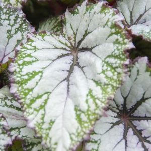 Begonia Asian Tundra 12 cm