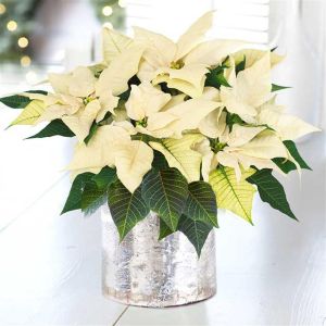 Poinsettia Arctic White