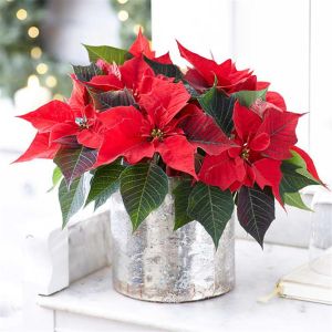 KerststerJester Red Poinsettia