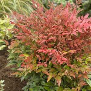 Nandina domestica Obsessed 17