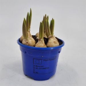 Muscari armeniacum 9 cm Pot