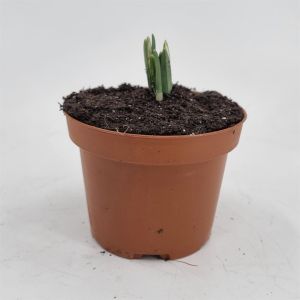 Galanthus nivalis 9 cm pot