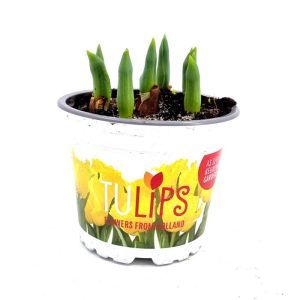 Tulip Yellow Baby
