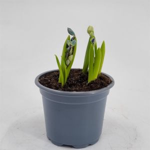 Scilla sibirica 9 cm pot