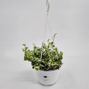 Ficus pumila White Sunny