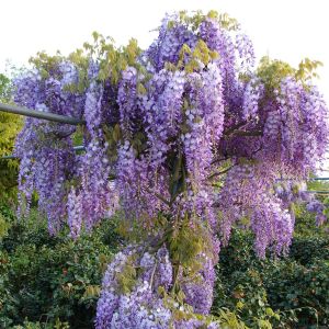 Wisteria Sinensis Prolific
