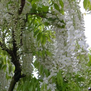 Wisteria Floribunda Alba v2