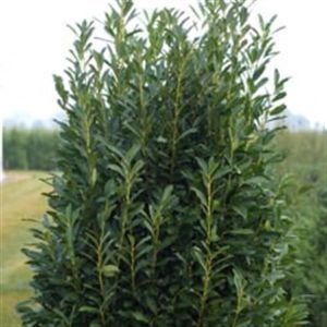 prunus laur Elly