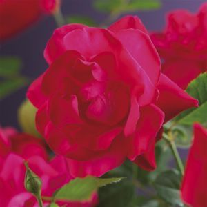 K80605   Rosa 'Heidelberg'