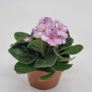 Kaaps Viooltje lichtpaars