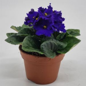 Kaaps Viooltje Blauw