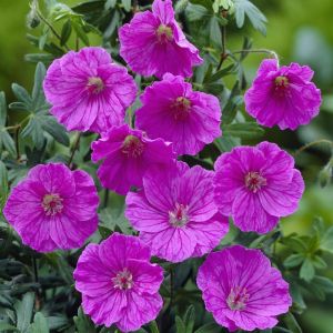 Geranium sanguineum Ankums Pride