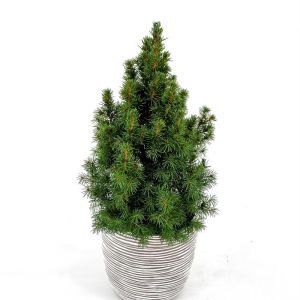 Kerstboompje Picea Conica