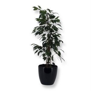 Ficus benjamina Danielle 12 cm pot