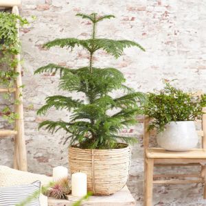 Araucaria Heterophylla