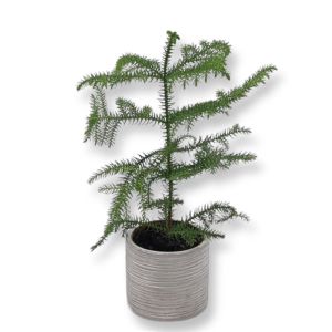 Araucaria 12 cm pot