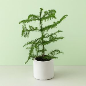 Araucaria 12 cm pot