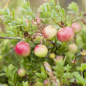 Vaccinium Pilgrim 17 cm pot