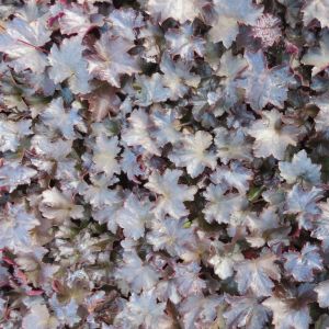Heuchera Blackout
