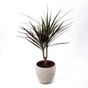 Dracaena Magenta enkel stam  17 cm