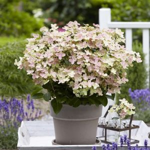 Hydrangea paniculata POLESTAR Breg14 20210426 1