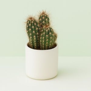 Cactus Pachycereus Pringlei