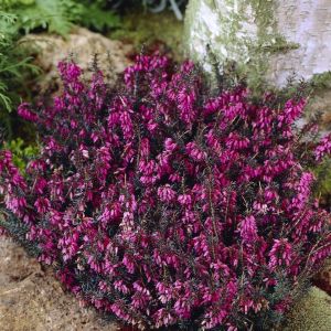 Erica Carnea (als Rood)
