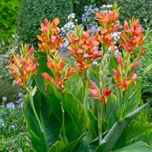 Canna Mandarin_orange_2