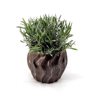 Lavandula Angustifolia 14 cm pot