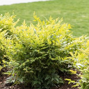 Nandina domestica Lemon and Lime