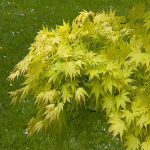 Acer Orange Dream