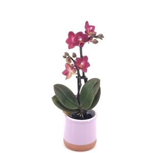 Phalaenopsis mini Rood