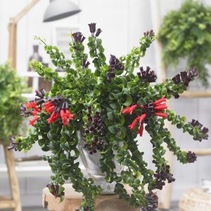 Aeschchynantus Rasta