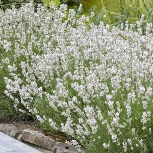 Lavandula Melissa (als Ellagance Ice)