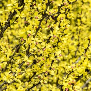 Berberis Thunbergii Pow Wow