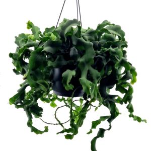 Epiphyllum Monstrosa 17 cm