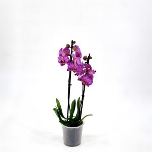 Phalaenopsis Purple stripe