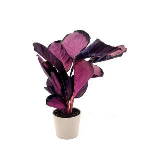 Calathea Crimson 14 cm pot