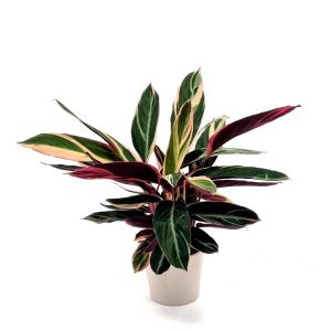 Calathea Trio Star