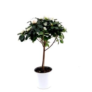 Rhododendron Simsii Wit Standard