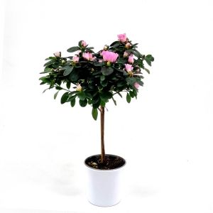 Rhododendron Simssi Light Pink Standard