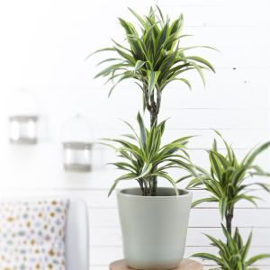 Dracaena Lemon Lime