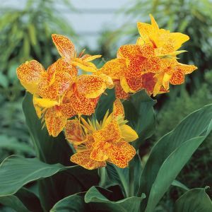 Canna Golden Lucifer