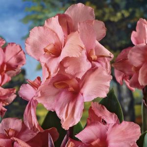 Canna Pink(als Empire)