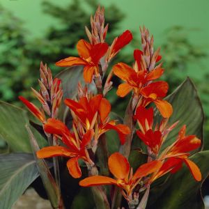 Canna Verdi